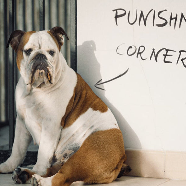 Comment punir un chien ?