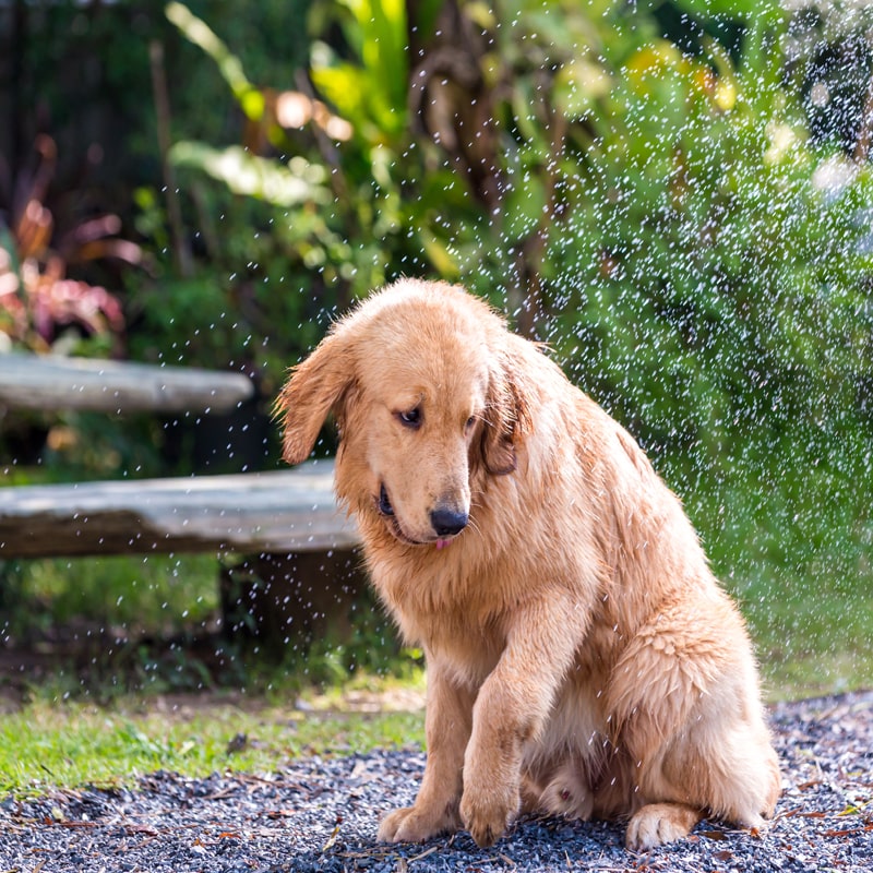 Le coup de chaleur chez un chien