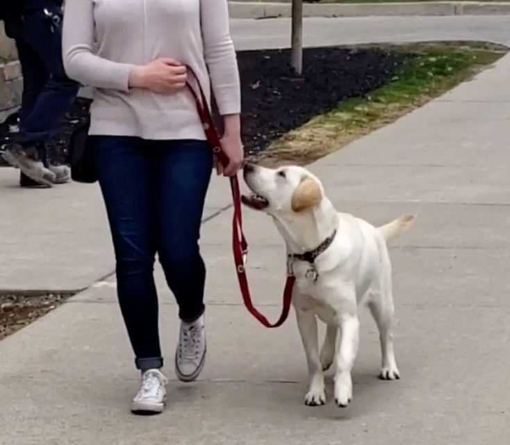 Quels types de colliers de dressage pour chiens