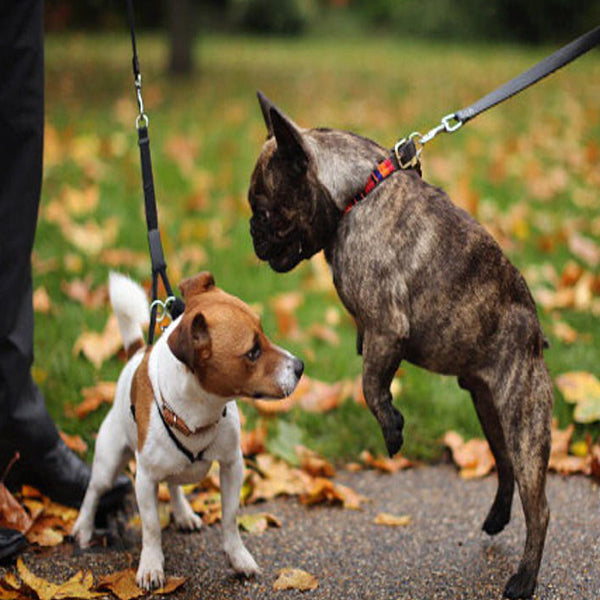 stopper une bagarre de chien