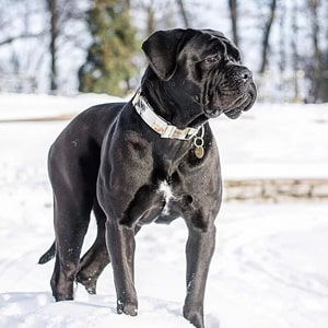 Collier cane corso