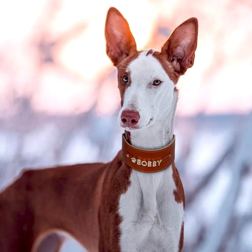 Collier pour lévrier et whippet