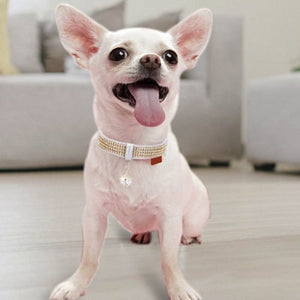 COLLIER POUR CHIHUAHUA