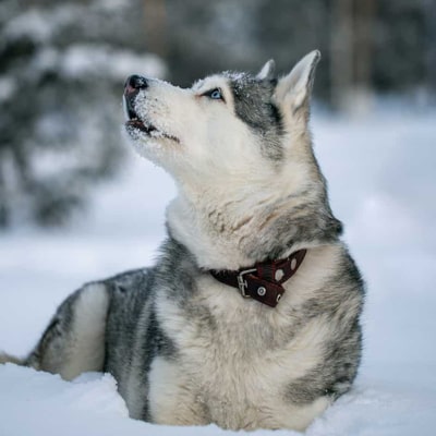Collier husky-husky sibérien