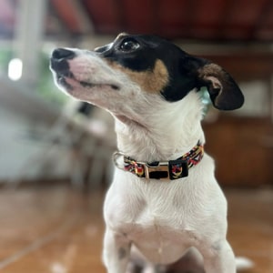 Colliers Jack Russel