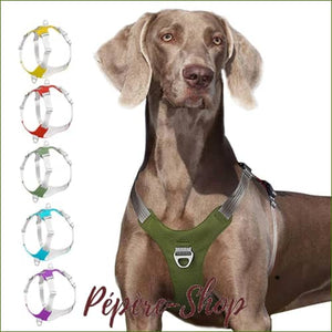Harnais avec système anti-tirage à double attache pour chien