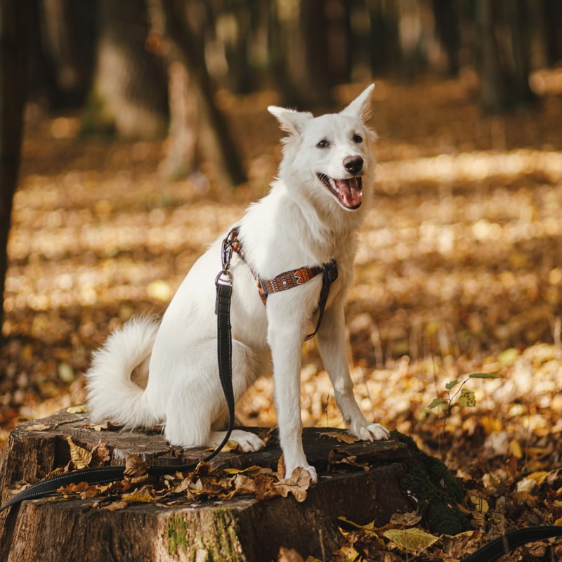 Chien avec un harnais canin