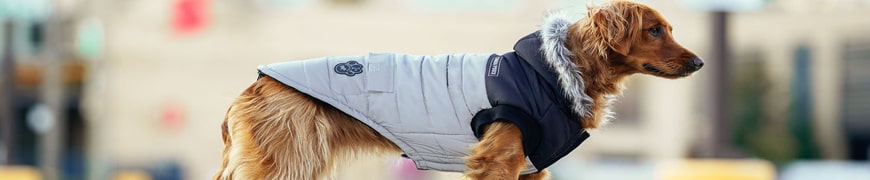 Manteaux pour chien