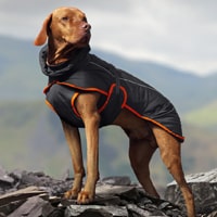 manteaux pour chien