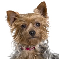 manteau pour yorkie