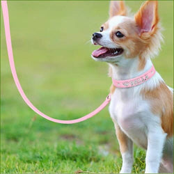 collier mini pour chihuahua